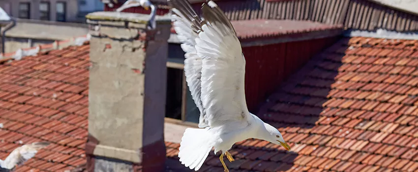 Residential Chimney Animal Removal Solution in Alexander City, AL