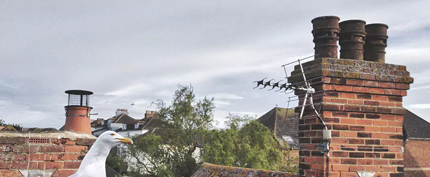 Chimney Cleaning And Restoration in Alexander City, Alabama